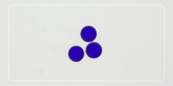 Syamcyte 卵操作練習用擬似卵の青色