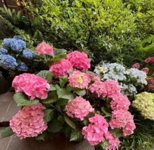 紫陽花