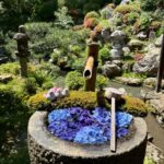 紫陽花
