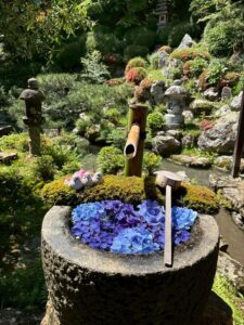 紫陽花